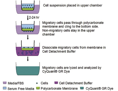 chemotaxis assays well assay cells cell membrane principle toward polycarbonate chemoattractant migratory inserts underneath move through m format connect bio